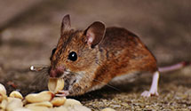 24 Hour & Emergency Exterminators in Shadow Hills, CA